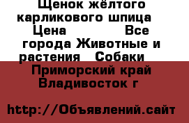 Щенок жёлтого карликового шпица  › Цена ­ 50 000 - Все города Животные и растения » Собаки   . Приморский край,Владивосток г.